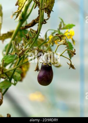 Una rara varietà di pomodori neri che matura su un filiale in una serra Foto Stock