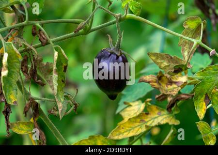 Una rara varietà di pomodori neri che matura su un filiale in una serra Foto Stock