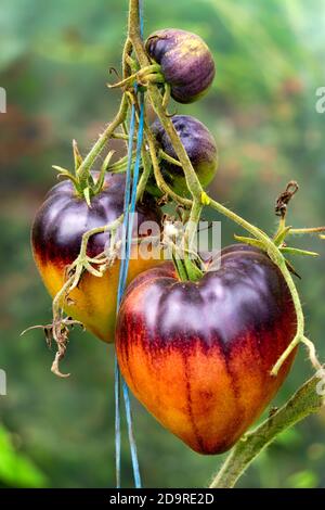 Una rara varietà di pomodori a strisce matura su un ramo in una serra Foto Stock