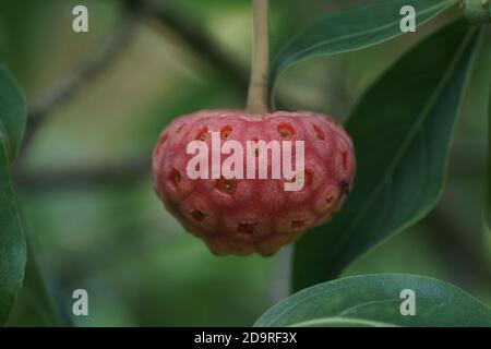 Cornus capitata Foto Stock