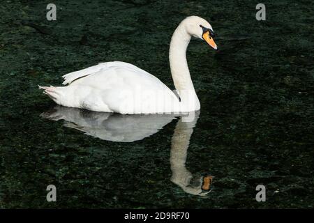 Il cigno Muto, Cynus olor, è uno dei più grandi uccelli acquatici. Sono native di gran parte dell'Europa e dell'Asia. Foto Stock