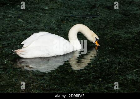 Il cigno Muto, Cynus olor, è uno dei più grandi uccelli acquatici. Sono native di gran parte dell'Europa e dell'Asia. Foto Stock