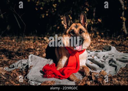 Affascinante curioso cane purosangue in un autunnale foto sparare. Bella immagine del cane per il calendario. Un pastore tedesco con sciarpa rossa giace su un gr Foto Stock