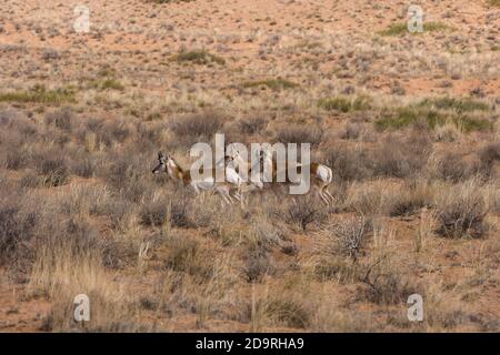 Tre giovani bucks di pronghorn, Aniclocapra americana, che corrono nel deserto di prateria di sagerbole del sud dello Utah. Foto Stock