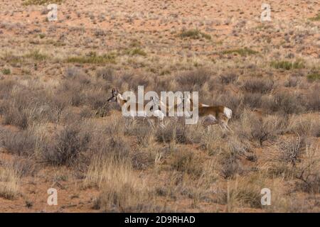 Tre giovani bucks di pronghorn, Aniclocapra americana, che corrono nel deserto di prateria di sagerbole del sud dello Utah. Foto Stock