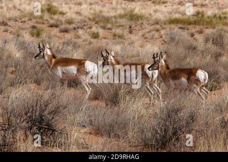 Tre giovani bucks di pronghorn, Aniclocapra americana, che corrono nel deserto di prateria di sagerbole del sud dello Utah. Foto Stock