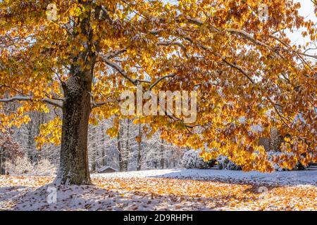 Un albero di quercia con foglie color ruggine si trova di fronte a una casa a Phillipsto, ma Foto Stock