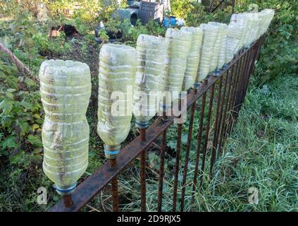 Bottiglie d'acqua di plastica che coprono le punte sulle ringhiere agli allotti a Sidmouth, Devon, Inghilterra, Regno Unito Foto Stock