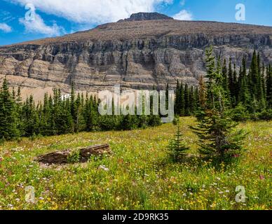 Vista della Rugged Mountain e del lussureggiante prato nel Glacier National Parco nel Montana Foto Stock