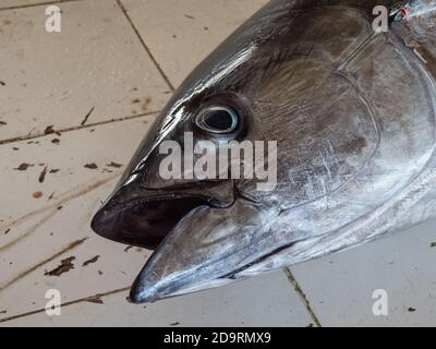 Primo piano di pesce umido in vendita al mercato del pesce Barka vicino Muscat, Oman Foto Stock