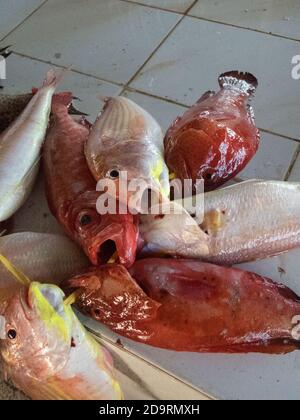 Primo piano di pesce fresco in vendita al mercato del pesce Barka vicino Muscat, Oman Foto Stock