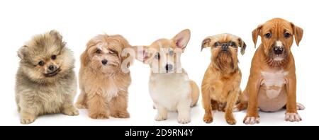 Cinque cuccioli di razze diverse si siedono in fila, isolati su uno sfondo bianco Foto Stock