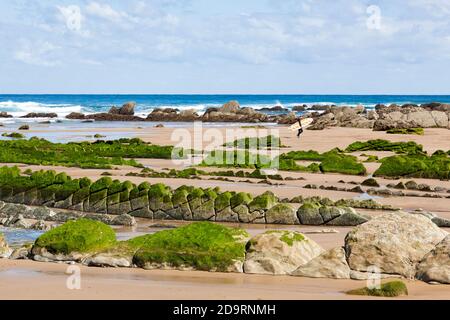 Surfista a piedi su una spiaggia con formazioni rocciose di roccia di flysch coperte di alghe verdi a Barrika, Biscay, Spagna Foto Stock