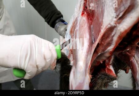 05 novembre 2020, Meclemburgo-Pomerania occidentale, Wiethagen: Nella cella frigorifera della stazione di raccolta della foresta di Hinrichshagen, Peter Rehberg sta battendo un difettore (cinghiale), quindi l'animale viene tagliato e tutto viene aspirato. Gli animali vengono ceduti solo completamente, perché non sarebbe sostenibile vendere solo i preziosi pezzi di carne. Foto: Bernd Wüstneck/dpa-Zentralbild/dpa Foto Stock