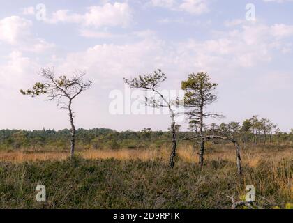 Paesaggio paludoso, vegetazione paludosa dipinta in autunno, erba, muschio copre il terreno, pini paludosi, Kodaja boss, Lettonia Foto Stock