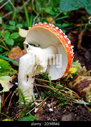 Sgabelli agarici di mosca vecchi e danneggiati (Amanita muscaria) con particolari capicalettoni rossi con macchie bianche rialzate - lo sgabello archetipale. Velenoso. Foto Stock