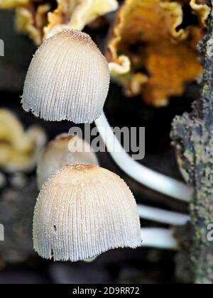 Un grappolo di funghi comuni Bonnet (micena galericulata) che si coltivano su legno decadente in un bosco di Norfolk. Foto Stock