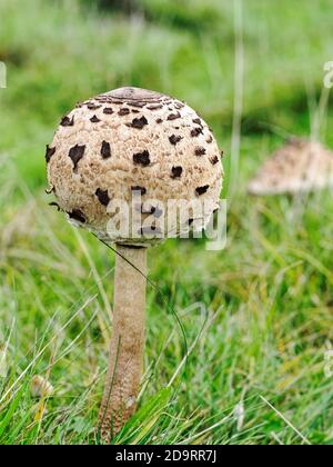 Funghi Parasol immaturi (Nacropeiota procera) che crescono in una prateria. Foto Stock