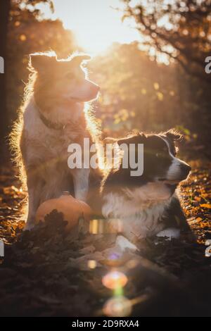 Due collie di bordo nella luce del backgroun con la zucca, giacente in foglie cadute Foto Stock