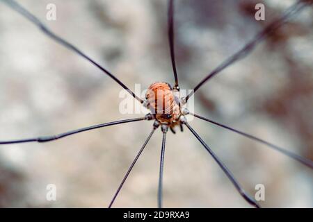 Primo piano di un tessitore (Spider) Foto Stock