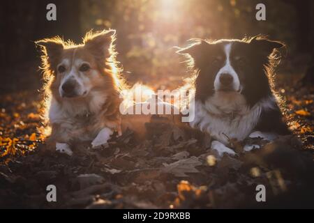 Due collie di bordo nella luce del backgroun con la zucca, giacente in foglie cadute Foto Stock