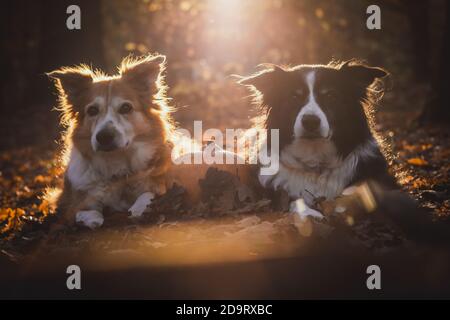 Due collie di bordo nella luce del backgroun con la zucca, giacente in foglie cadute Foto Stock