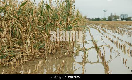 Flood corn blight fango stampo giallo mais orecchie piante campo danni allagati piantagione di acqua catastrofica raccolti muffa raccolta di ruggine Orecchio Zea mays Foto Stock