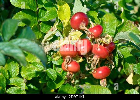Wild Rose (rosa rugosa), conosciuta anche come Japanese Rose, in primo piano mostra un gruppo di grandi fianchi rossi di rosa prodotti dalla pianta. Foto Stock