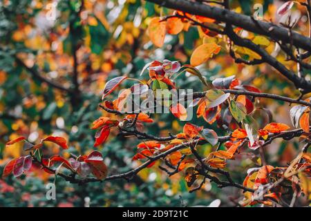 foglie di autunno rosso, giallo e verde Foto Stock