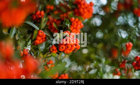 Su Vista ravvicinata di Bush pieno di Manzanitas Pointleaf Foto Stock