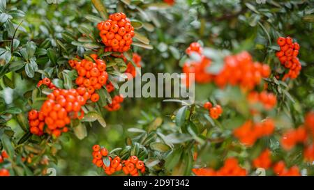 Pointleaf Manzanitas circondato da foglie verdi nella colorata Città del Messico Foto Stock