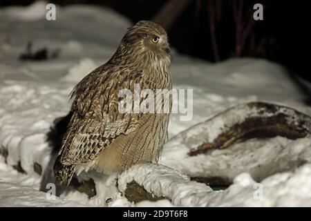Blakiston's Fish Owl (Bubo blakistoni blakistoni) adult perched on branch  Yoroushi, Hokkaido, Japan     March Foto Stock