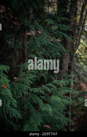 Inglese felce in una foresta in un giorno d'autunno in Hampshire, Regno Unito. Foto Stock