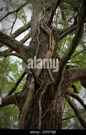 Queste vecchie viti spesse e dure sono profondamente intrecciate con la corteccia ruvida su questo cipresso. Foto Stock