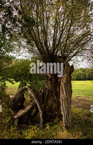 Un albero di salice rotto, mezzo marcio in una corsia di campagna vicino a Brodowin Foto Stock