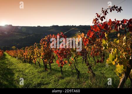 Bellissimi vigneti colorati al tramonto durante la stagione autunnale nel Chianti Classico vicino Greve in Chianti (Firenze), Toscana. Italia. Foto Stock