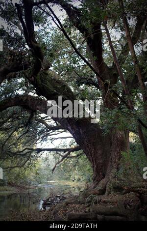 Questo vecchio albero di quercia si erge alto e attorcigliato al bordo dell'acqua. Foto Stock