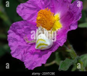 primo piano di bianco ragno di granchio caccia su roccia rosa fiore selvatico primo piano di bianco ragno di granchio caccia su roccia rosa fiore selvatico Foto Stock