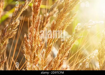 Pampas erba all'aperto in colori pastello chiari. Soleggiata Foto Stock