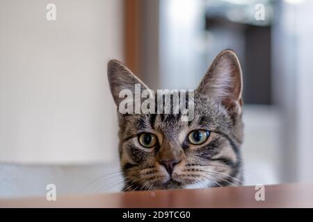 Un gatto grigio casa europea guarda curiosamente su una cucina piano di lavoro Foto Stock