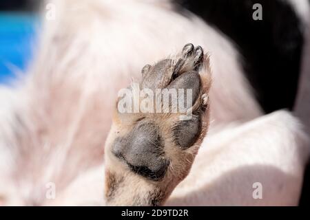 Uno sguardo ravvicinato alla parte inferiore del cuscino di zampa del cane sporco posteriore, durante il giorno Foto Stock