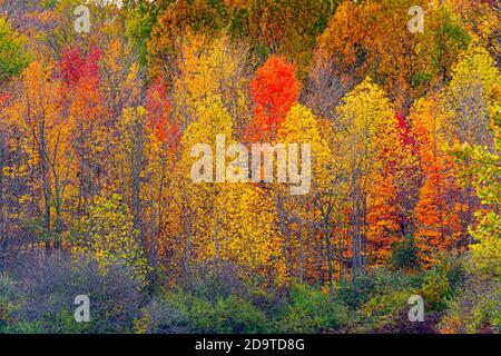 Foglie colorate di rosso, arancio e giallo adornano al Potato Creek state Park a North Liberty, Indiana Foto Stock