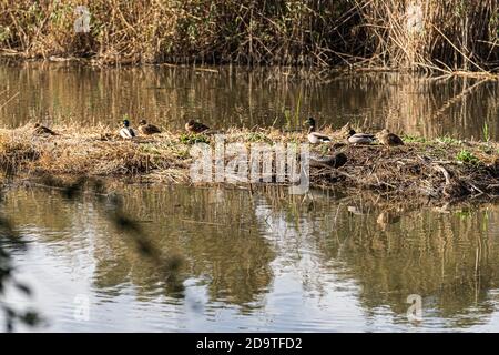 Foto della laguna di Alcudia, a Maiorca, la più grande zona umida delle Isole Baleari ​​the. Foto Stock