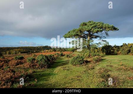 Bratley Visualizza la New Forest Hampshire Foto Stock