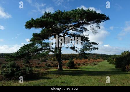 Bratley Visualizza la New Forest Hampshire Foto Stock