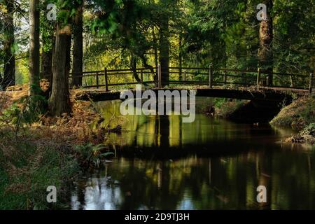 Blackwater Rhinefield Ornamental Drive New Forest Hampshire Foto Stock