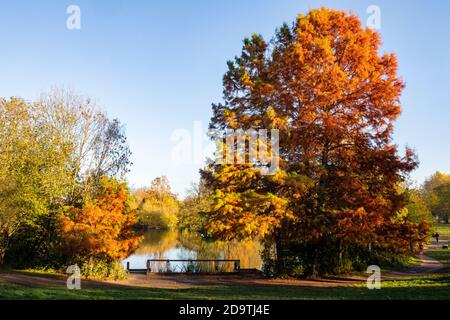 Conifere decidue su un lago in un parco londinese Foto Stock