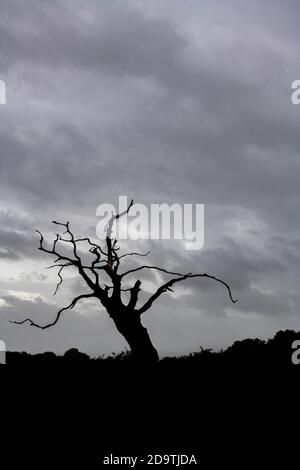 Un solo albero morto fuori sul wiley, venti brughiere Foto Stock