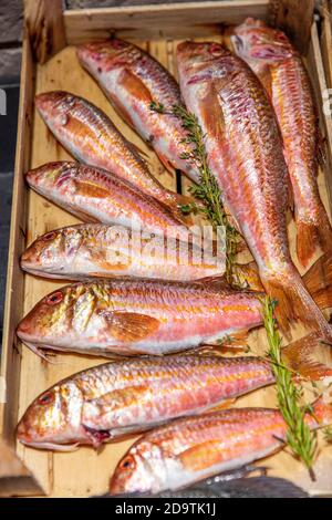 Triglia rossa o pesce surmullet su uno sportello del negozio, primo piano. Pesce fresco di acqua salata sul mercato di mare di Istanbul. Foto Stock