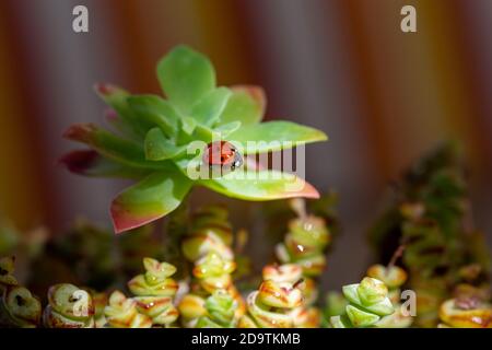 Un ladybug rosso illuminato dalla luce del mattino sulla foglia di una pianta succulenta con goccioline di rugiada Foto Stock